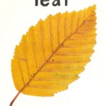 Yellow leaf with jagged edges on a white background, labeled "leaf" at the top.