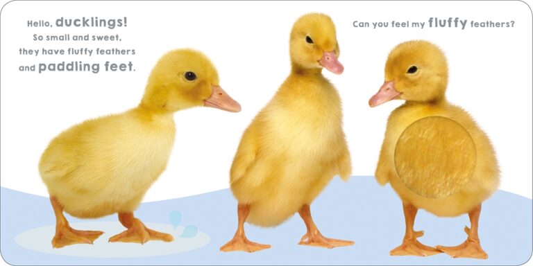 Three fluffy yellow ducklings with text about their feathers and paddling feet.
