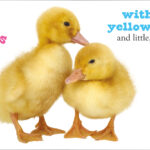 Three fluffy ducklings with yellow feathers and webbed feet, accompanied by descriptive text.