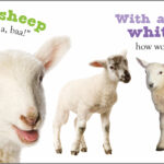 Three sheep with text: "S is for sheep bleating 'Baa, baa!' With a fluffy, white coat, how wooly you are!.