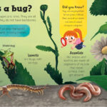 An infographic titled "What is a bug?" features various bugs including a spider, shield bug, centipede, earthworm, leopard slug, and garden snail. It categorizes bugs into arachnids, insects, myriapods, annelids, and mollusks, describing each type and displaying related fun facts.