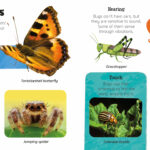 An educational infographic titled "Bug senses" shows various insects and explanations of their senses. Images include a tortoiseshell butterfly, jumping spider, common fly, grasshopper, Colorado beetle, and wasp. A child demonstrates a bug costume with faux bug senses.