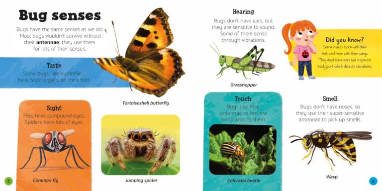 An educational infographic titled "Bug senses" shows various insects and explanations of their senses. Images include a tortoiseshell butterfly, jumping spider, common fly, grasshopper, Colorado beetle, and wasp. A child demonstrates a bug costume with faux bug senses.